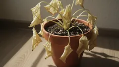 10 razões inesperadas pelas quais as suas plantas morrem, apesar dos cuidados