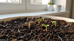 As mudas deixam de ficar esticadas e ficam mais fortes a cada dia: um pequeno complemento que faz toda a diferença