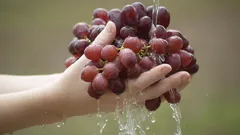 As uvas podem ser perigosas: como manter os frutos frescos e seguros