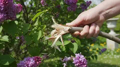 Será que basta partir os ramos da lilás em vez de os podar, para poupar tempo? A resposta vai surpreendê-lo