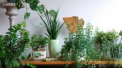 As melhores plantas de sombra: crie um ambiente verde mesmo com pouca luz