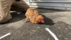 Por que é que a galinha fica imóvel quando se passa a mão à frente do bico — e o que está realmente por trás disso