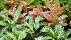 O segredo dos jardineiros preguiçosos: como fazer com que a aglaonema cresça exuberante