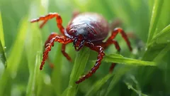 Ácaros na casa de campo: o que plantar para que nunca apareçam