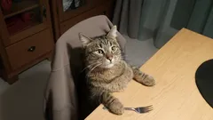 A gata ocupou a sua cadeira? Eis porque é que afugentá-la é uma má ideia