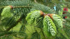 Por que é que as agulhas de pinheiro debaixo dos pés são o melhor fertilizante que você nem imaginava