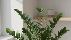 Por que é que a zamioculcas não dá folhas novas? Verifique isso agora mesmo